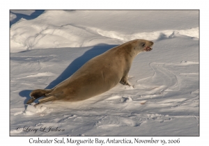 Crabeater Seal