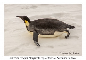 1st Emperor Penquin