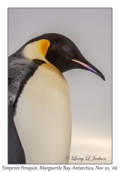 1st Emperor Penquin