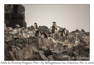 Adelie & Chinstrap Penguins