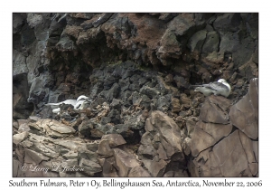 Southern Fulmars nesting