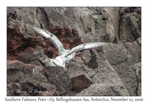 Southern Fulmars