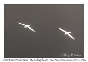 Lesser Snow Petrels