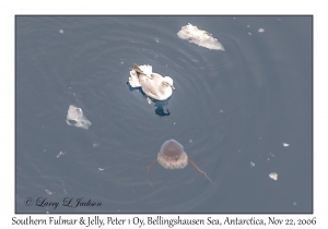 Southern Fulmar & Jelly