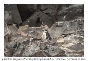 Chinstrap Penguins