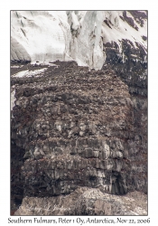 Southern Fulmars nesting