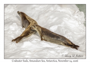 Crabeater Seals