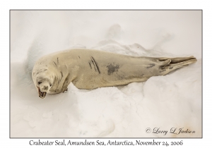 Crabeater Seal