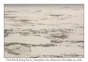 First Year & Young Sea Ice