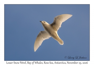 Lesser Snow Petrel