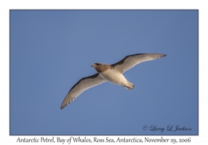 Antarctic Petrel