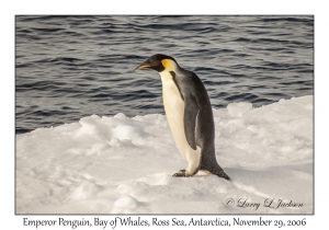 Emperor Penguin