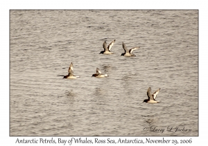 Antarctic Petrels