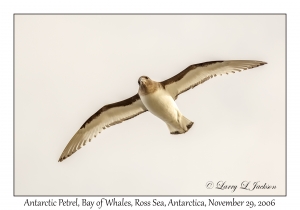 Antarctic Petrel