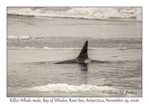 Killer Whale male