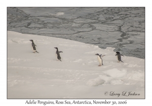 Adelie Penguins