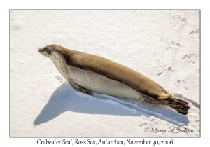 Crabeater Seal