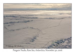 Penguin Tracks