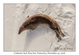 Crabeater Seal