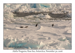 Adelie Penguins