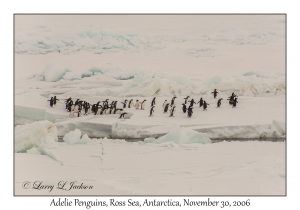 Adelie Penguins