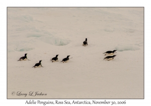 Adelie Penguins