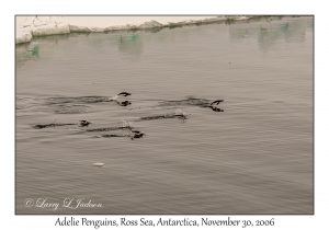 Adelie Penguins