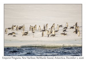 Emperor Penguins