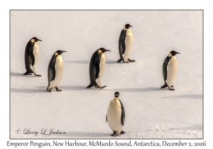 Emperor Penguins