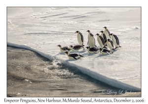 Emperor Penguins