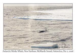 Antarctic Minke Whale