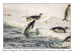 Emperor Penguins