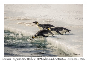 Emperor Penguins