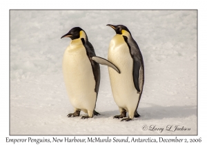 Emperor Penguins