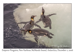 Emperor Penguins