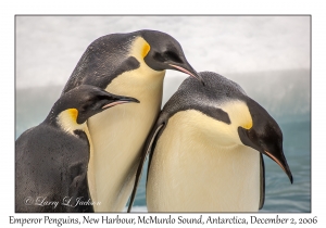 Emperor Penguins