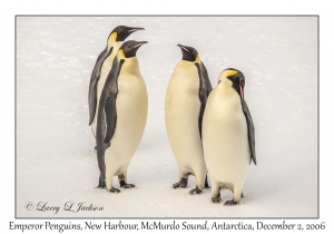 Emperor Penguins