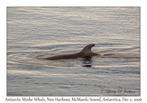 Antarctic Minke Whale