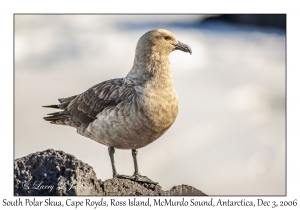 South Polar Skua