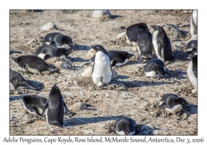 Adelie Penguins