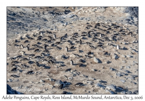 Adelie Penguins