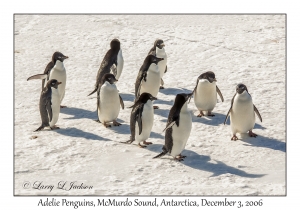 Adelie Penguins