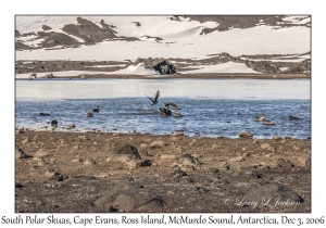 South Polar Skuas