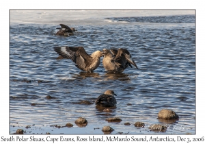 South Polar Skuas