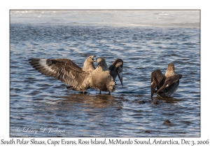 South Polar Skuas