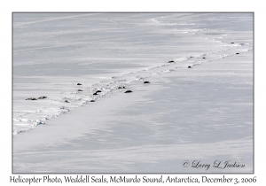 Weddell Seals