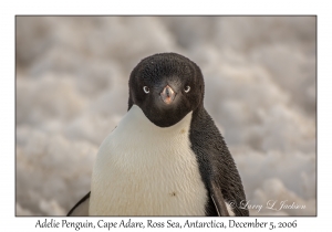 Adelie Penguin