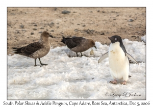 South Polar Skuas & Adelie Penguin