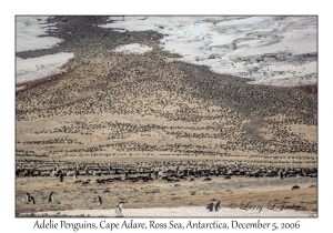 Adelie Penguins