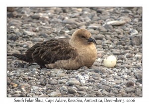 South Polar Skua